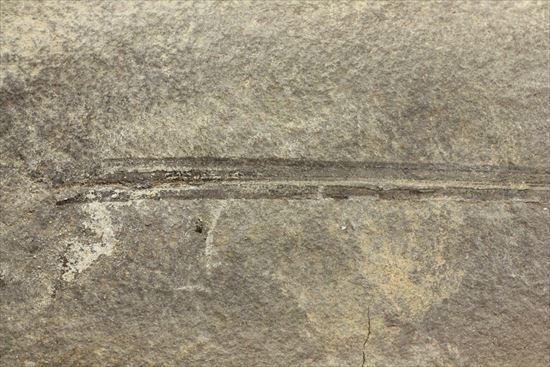 レア！石炭紀の植物化石（ノジュールでネガポジあり）（その6）