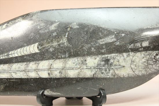 「直角石」とよばれるオウムガイの仲間、オルソセラス化石（その3）