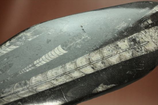 「直角石」とよばれるオウムガイの仲間、オルソセラス化石（その6）