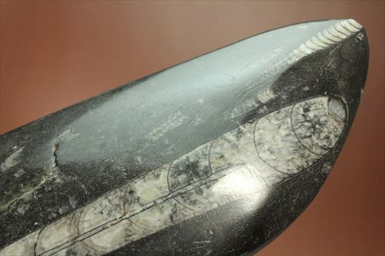 「直角石」とよばれるオウムガイの仲間、オルソセラス化石（その7）