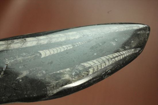 「直角石」とよばれるオウムガイの仲間、オルソセラス化石(その8)