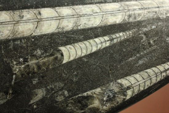 「直角石」とよばれるオウムガイの仲間、オルソセラス化石（その9）