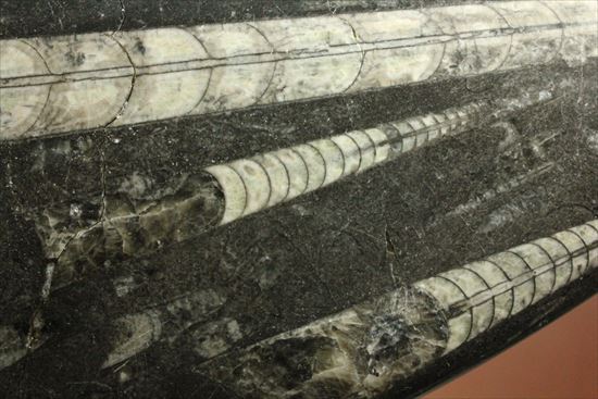 「直角石」とよばれるオウムガイの仲間、オルソセラス化石(その9)