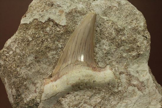 メガロドンの歯化石 母岩つき