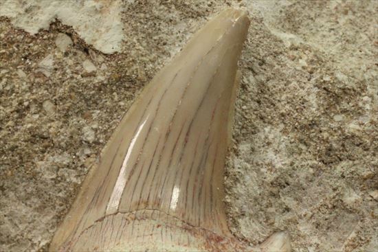 メガロドンの遠い祖先！海の支配者化け物ザメ　オトダスの歯化石(Otodus obliqqus)（その6）