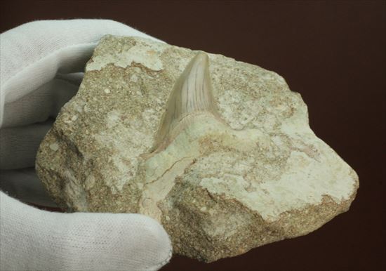 メガロドンの遠い祖先！海の支配者化け物ザメ　オトダスの歯化石(Otodus obliqqus)（その8）