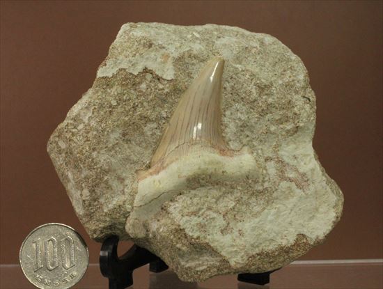 メガロドンの遠い祖先！海の支配者化け物ザメ　オトダスの歯化石(Otodus obliqqus)（その9）