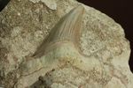 メガロドンの遠い祖先！海の支配者化け物ザメ　オトダスの歯化石(Otodus obliqqus)