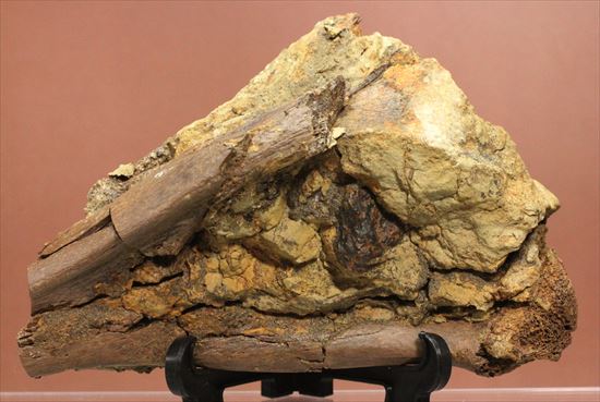 発掘現場をそのままコレクションするチャンス！エドモントサウルスのスラブ標本（その1）