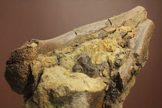 発掘現場をそのままコレクションするチャンス！エドモントサウルスのスラブ標本（その10）