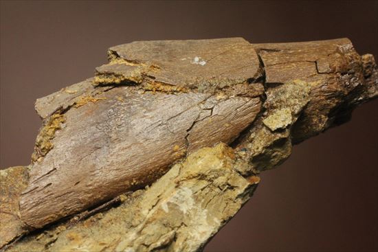 発掘現場をそのままコレクションするチャンス！エドモントサウルスのスラブ標本（その11）