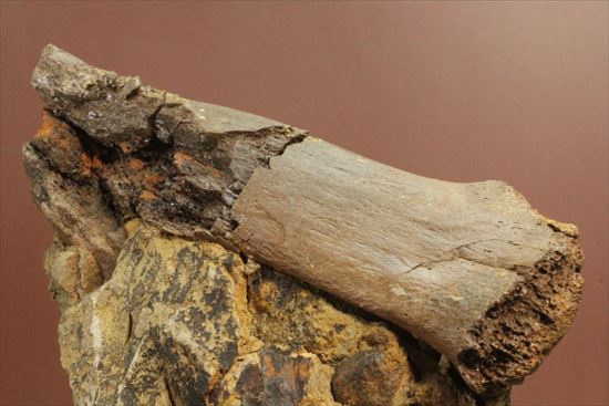 発掘現場をそのままコレクションするチャンス！エドモントサウルスのスラブ標本（その12）