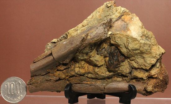 発掘現場をそのままコレクションするチャンス！エドモントサウルスのスラブ標本（その13）