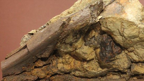 発掘現場をそのままコレクションするチャンス！エドモントサウルスのスラブ標本（その2）
