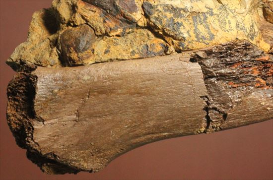 発掘現場をそのままコレクションするチャンス！エドモントサウルスのスラブ標本（その5）