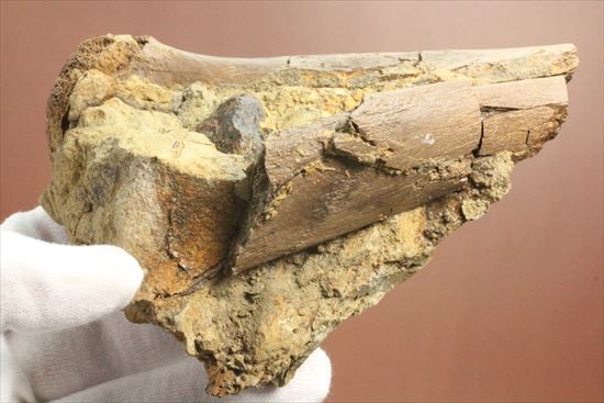 発掘現場をそのままコレクションするチャンス！エドモントサウルスのスラブ標本（その7）