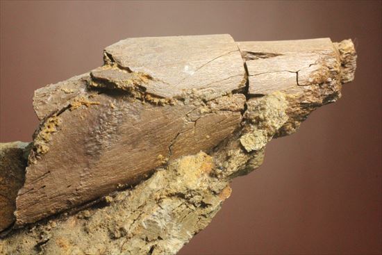 発掘現場をそのままコレクションするチャンス！エドモントサウルスのスラブ標本（その8）