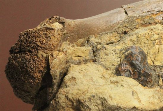発掘現場をそのままコレクションするチャンス！エドモントサウルスのスラブ標本（その9）