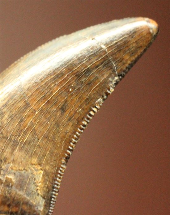 俊足肉食恐竜ドロマエオサウルスの鋭い歯の化石（その3）