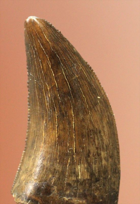 俊足肉食恐竜ドロマエオサウルスの鋭い歯の化石（その8）