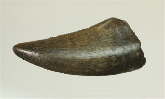 俊足肉食恐竜ドロマエオサウルスの鋭い歯の化石（その9）