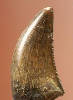 俊足肉食恐竜ドロマエオサウルスの鋭い歯の化石