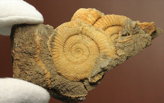 美しい色、ピッチの狭い肋が美しいアンモナイト化石（その4）