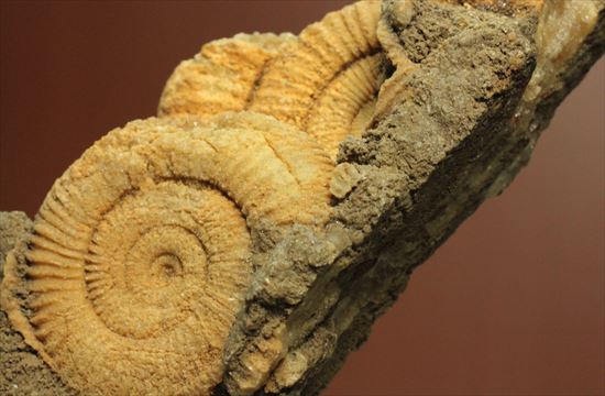 美しい色、ピッチの狭い肋が美しいアンモナイト化石（その6）