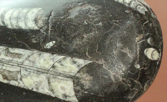 「直角石」とよばれるオウムガイの仲間、オルソセラス化石（その2）