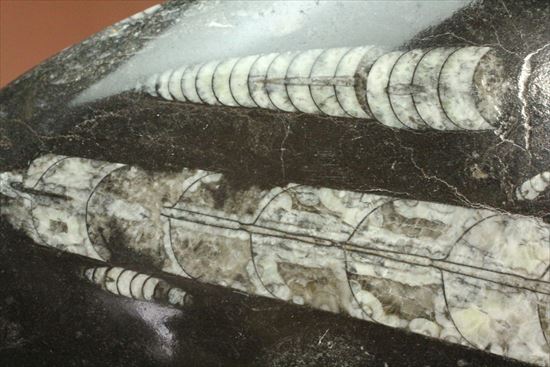 「直角石」とよばれるオウムガイの仲間、オルソセラス化石(その3)
