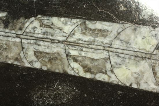 「直角石」とよばれるオウムガイの仲間、オルソセラス化石（その4）