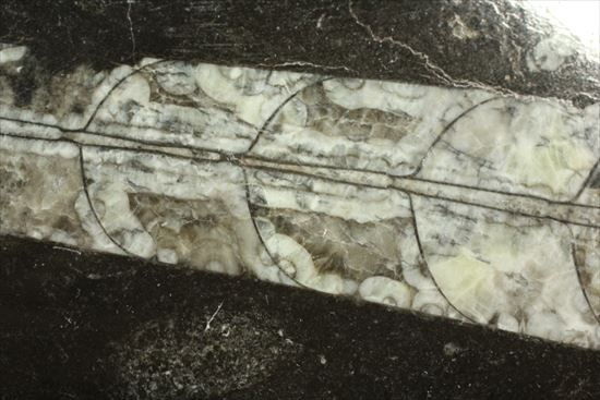 「直角石」とよばれるオウムガイの仲間、オルソセラス化石(その4)