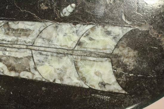 「直角石」とよばれるオウムガイの仲間、オルソセラス化石(その5)