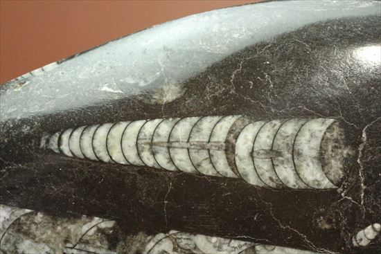 「直角石」とよばれるオウムガイの仲間、オルソセラス化石(その7)