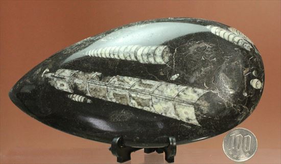 「直角石」とよばれるオウムガイの仲間、オルソセラス化石(その8)