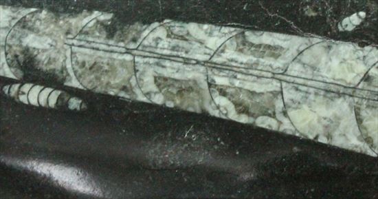 「直角石」とよばれるオウムガイの仲間、オルソセラス化石（その9）