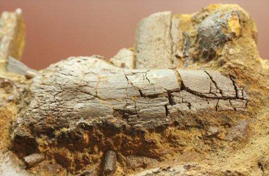 まさに発掘現場のような化石をコレクションしませんか？エドモントサウルスのスラブ標本（その10）