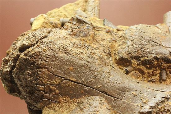 まさに発掘現場のような化石をコレクションしませんか？エドモントサウルスのスラブ標本（その11）