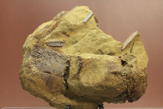 まさに発掘現場のような化石をコレクションしませんか？エドモントサウルスのスラブ標本（その12）
