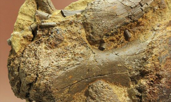 まさに発掘現場のような化石をコレクションしませんか？エドモントサウルスのスラブ標本（その2）