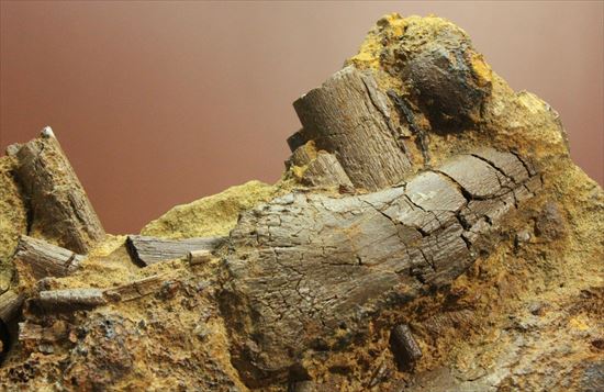 まさに発掘現場のような化石をコレクションしませんか？エドモントサウルスのスラブ標本（その3）