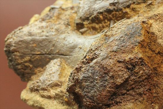 まさに発掘現場のような化石をコレクションしませんか？エドモントサウルスのスラブ標本（その8）