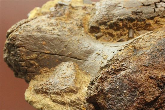 まさに発掘現場のような化石をコレクションしませんか？エドモントサウルスのスラブ標本（その9）