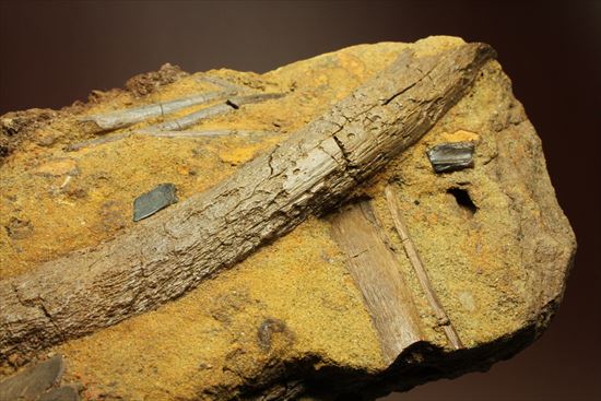 楽しみ方無限！発掘現場をそのままコレクション！エドモントサウルスの化石スラブ（その1）