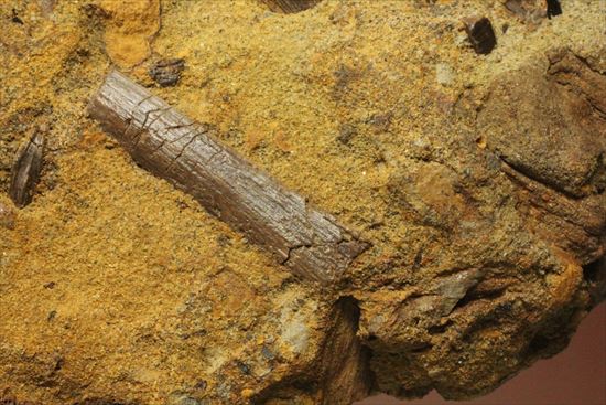 楽しみ方無限！発掘現場をそのままコレクション！エドモントサウルスの化石スラブ（その10）