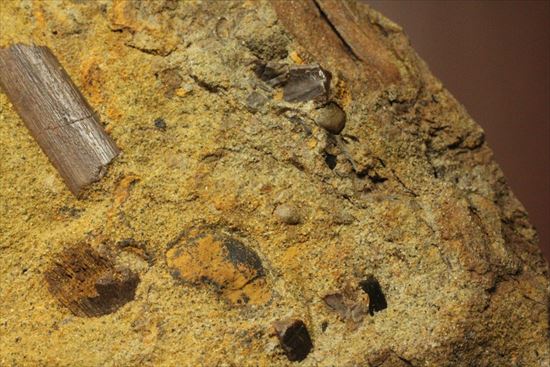 楽しみ方無限！発掘現場をそのままコレクション！エドモントサウルスの化石スラブ（その11）