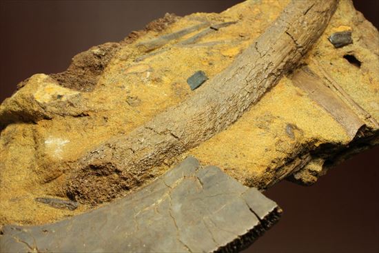 楽しみ方無限！発掘現場をそのままコレクション！エドモントサウルスの化石スラブ（その13）