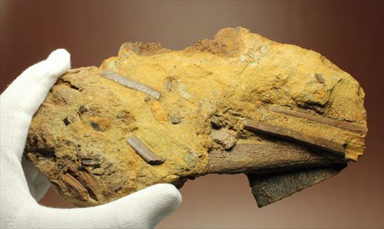 楽しみ方無限！発掘現場をそのままコレクション！エドモントサウルスの化石スラブ（その14）