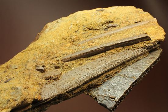 楽しみ方無限！発掘現場をそのままコレクション！エドモントサウルスの化石スラブ（その15）