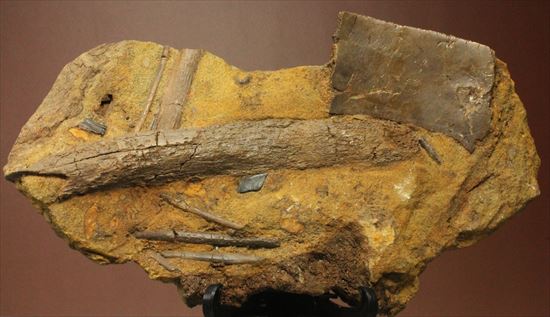 楽しみ方無限！発掘現場をそのままコレクション！エドモントサウルスの化石スラブ（その2）